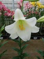 [5154 Lincoln DJ No02.JPG]